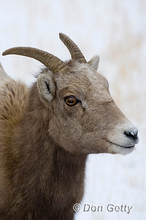 Bighorn Sheep