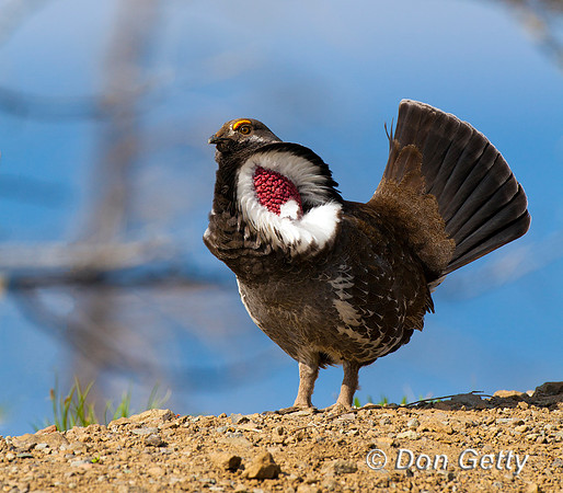Grouse_DuskyIMG_0542