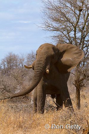 Elephant_MG_3699