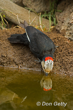 Woodpecker_WH_45T7837