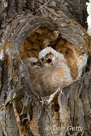 Owl_GH_BZ2F4679