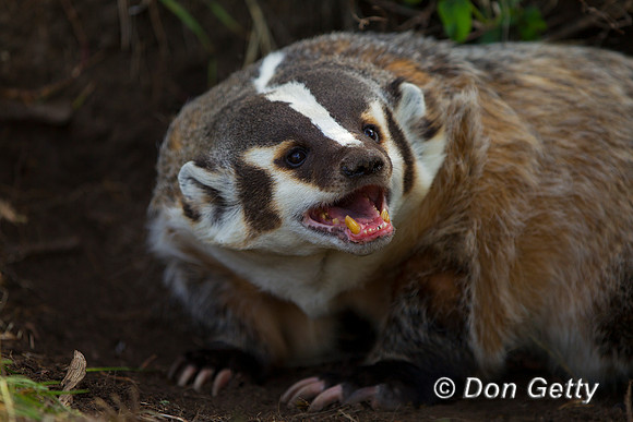 Badger