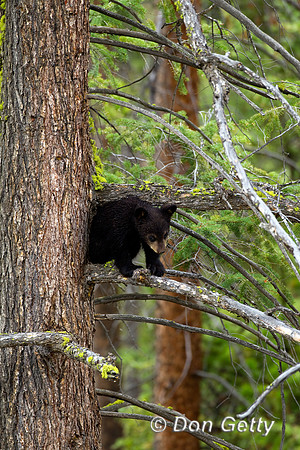 Black Bear