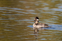 Bufflehead