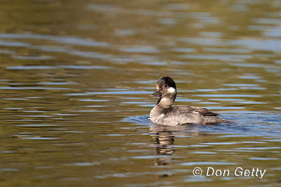 Bufflehead