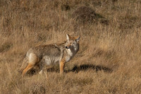 Coyote