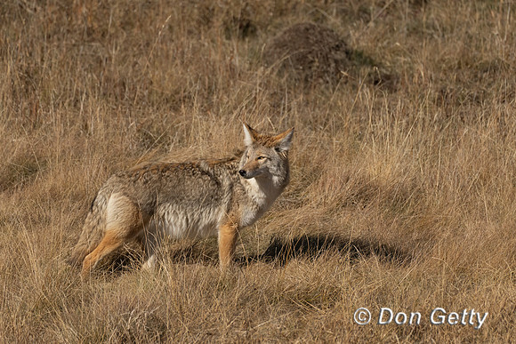 Coyote