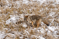Coyote