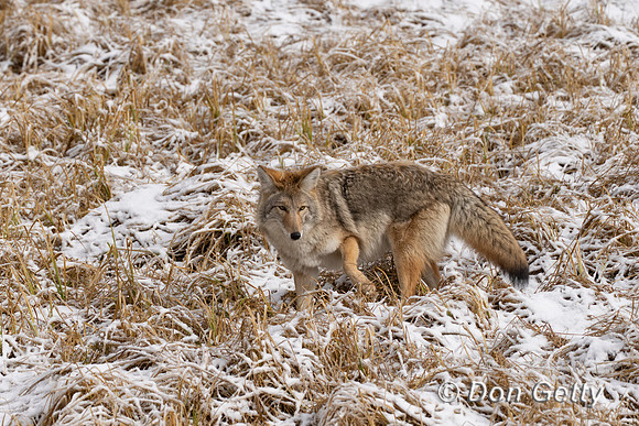 Coyote