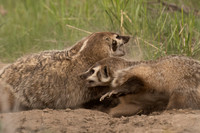 Badger