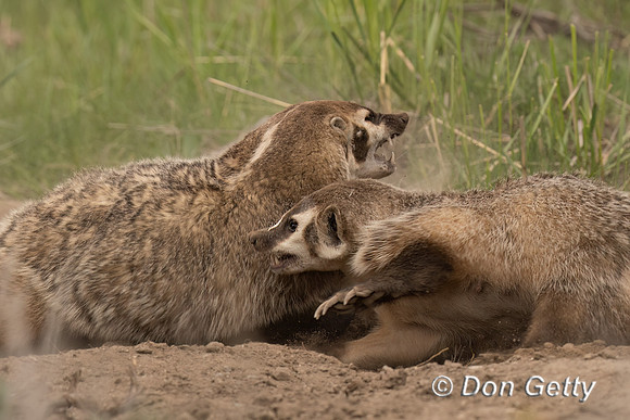 Badger