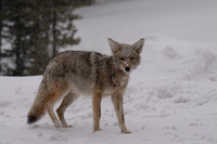 Coyote