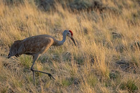 Sandhill Crane