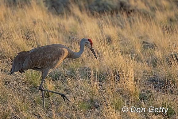 Sandhill Crane