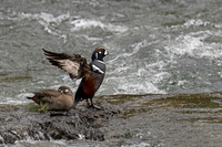 Harlequin Duck