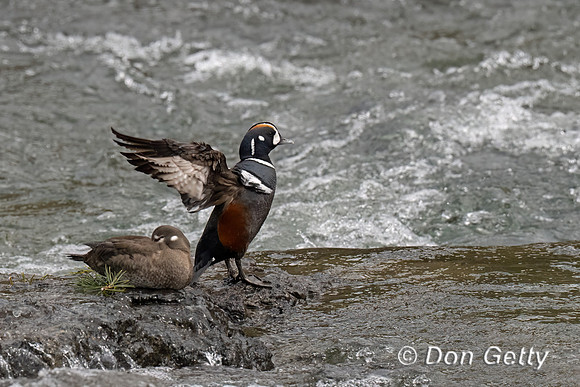 Harlequin Duck