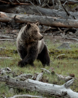 Grizzly Bear