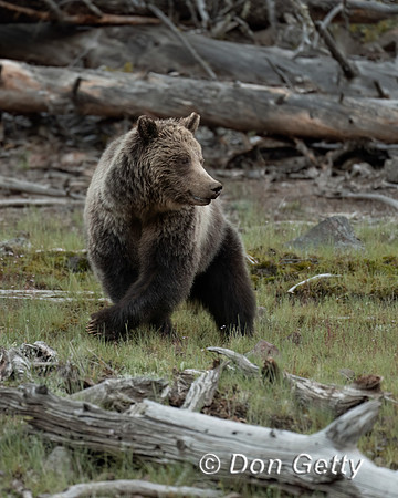 Grizzly Bear