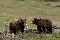 Grizzly Bear