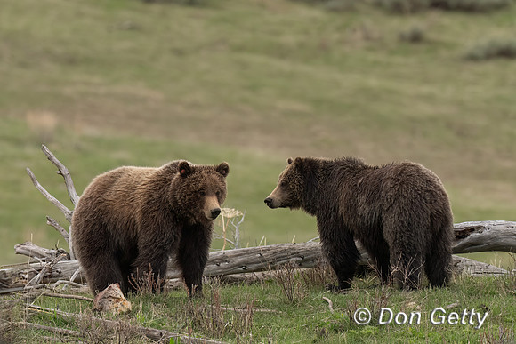 Grizzly Bear