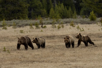 Grizzly Bear