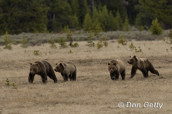 Grizzly Bear