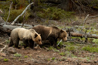 Grizzly Bear