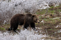 Grizzly Bear