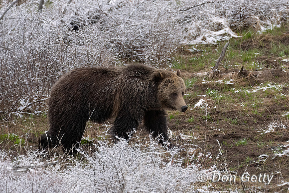 Grizzly Bear