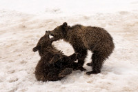 Grizzly Bear