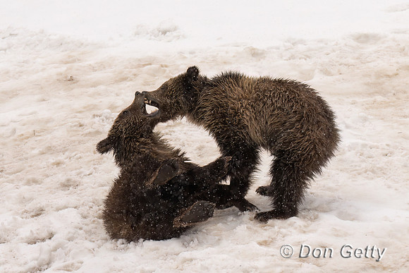 Grizzly Bear