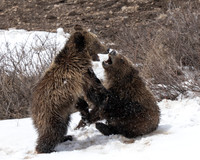 Grizzly Bear