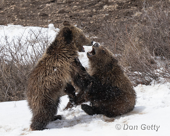 Grizzly Bear