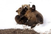 Grizzly Bear