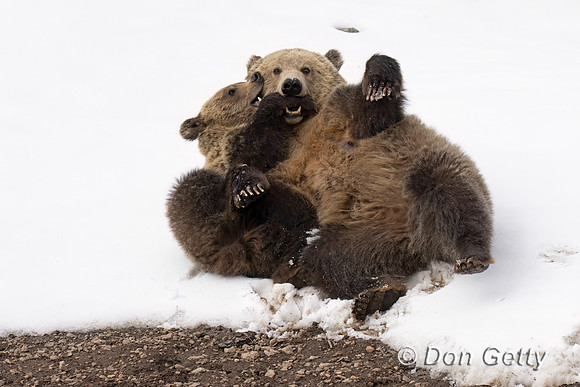 Grizzly Bear