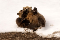 Grizzly Bear
