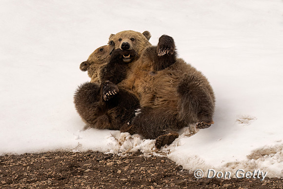 Grizzly Bear