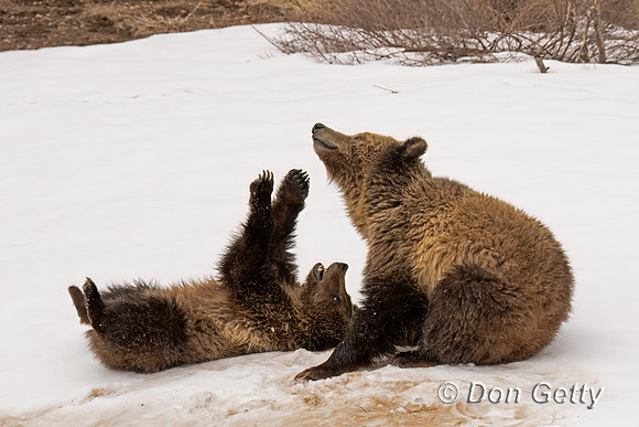 Grizzly Bear