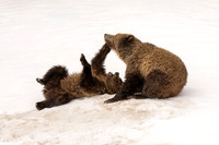Grizzly Bear