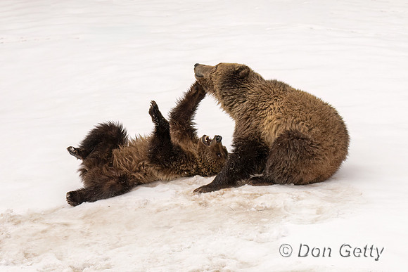 Grizzly Bear
