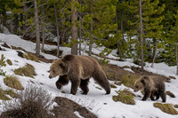 Grizzly Bear
