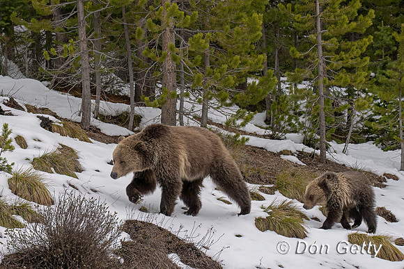 Grizzly Bear