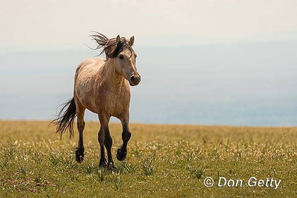 Mustang