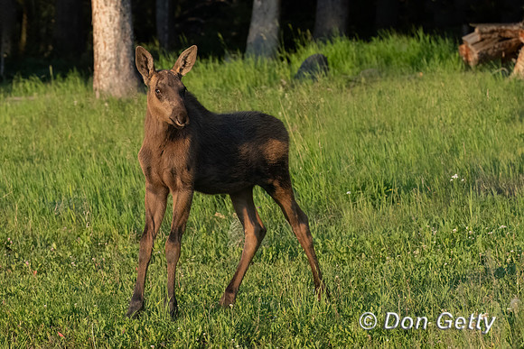 Moose