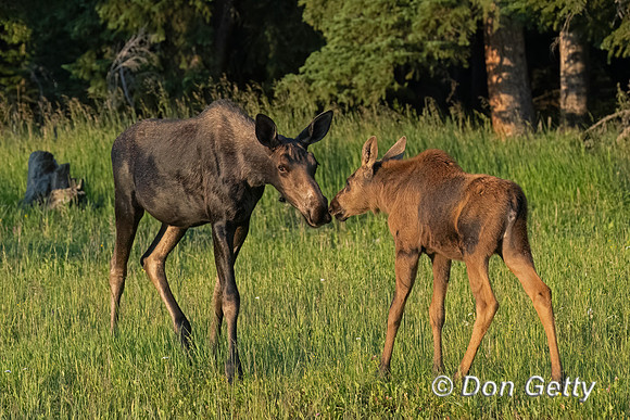 Moose