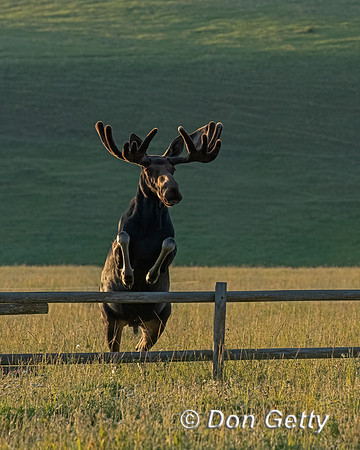 Moose