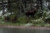 Moose