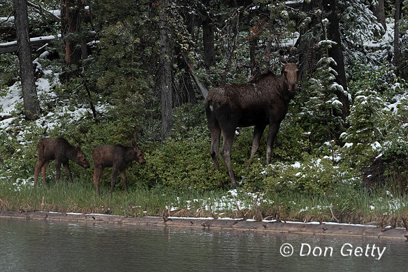 Moose