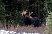 Moose_DSC08730