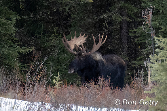 Moose_DSC08730